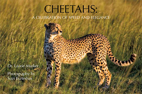 Cheetahs