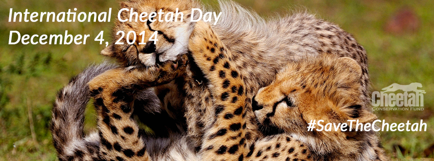 International Cheetah Day